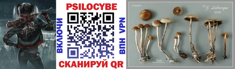 Купить  Куйбышев  Псилоцибиновые грибы Psilocybe 
